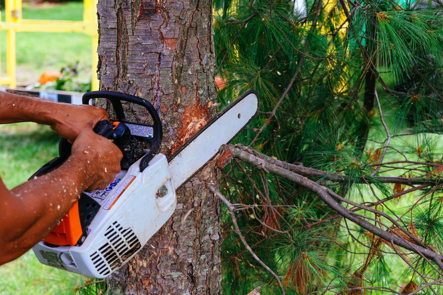 What does lopping a tree mean and how much does tree lopping cost in