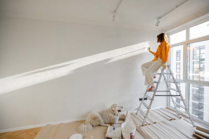 Woman paints the wall in white color, stands on ladder while making repairment with her dog in newly purchased apartment