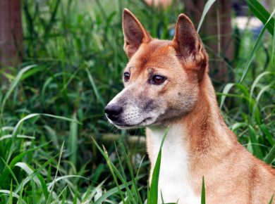 A closeup of a New Guinea singing dog with greenery in the background