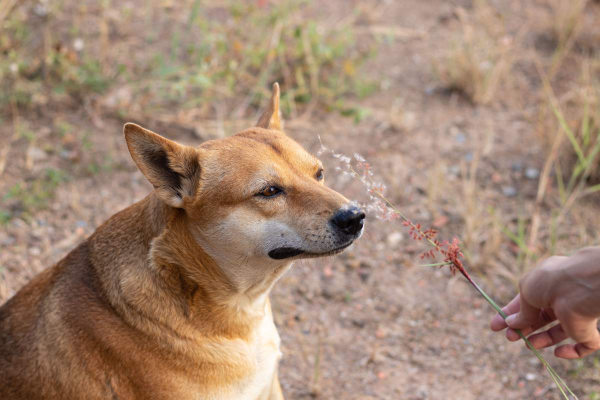 A dingo with his owner enjoying the morning warmth of springtime in a rural area