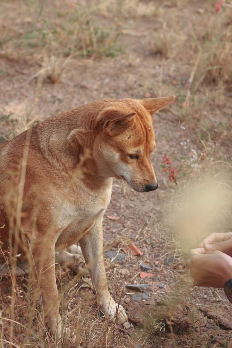 A dingo with his owner enjoying the morning warmth of springtime in a rural area